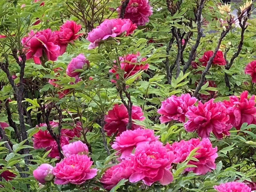 1733809902849.jpg 1.jpg