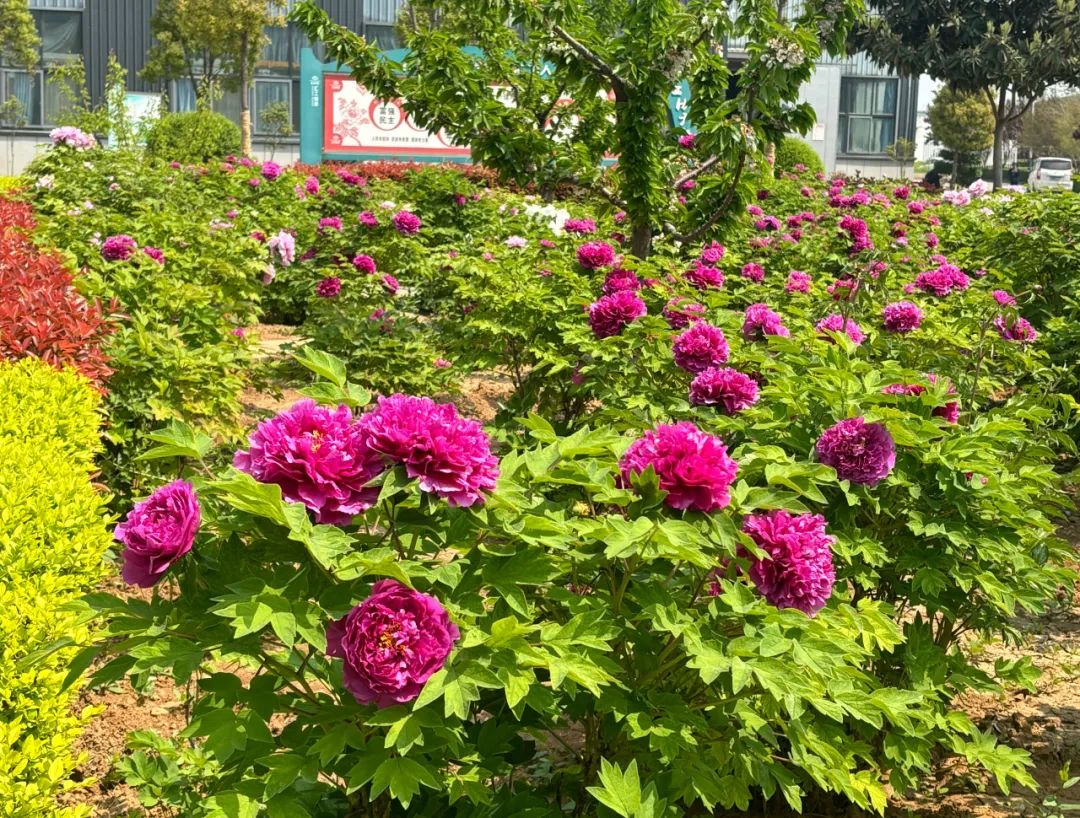 1733809936081.jpg 4.jpg