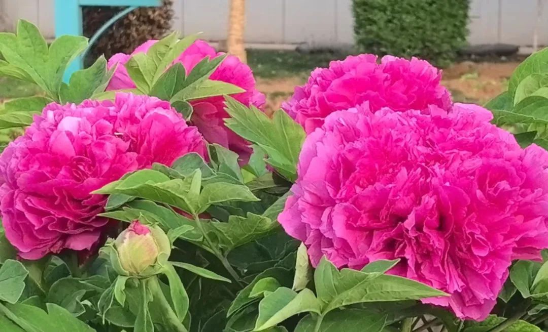 1733809965601.jpg 5.jpg